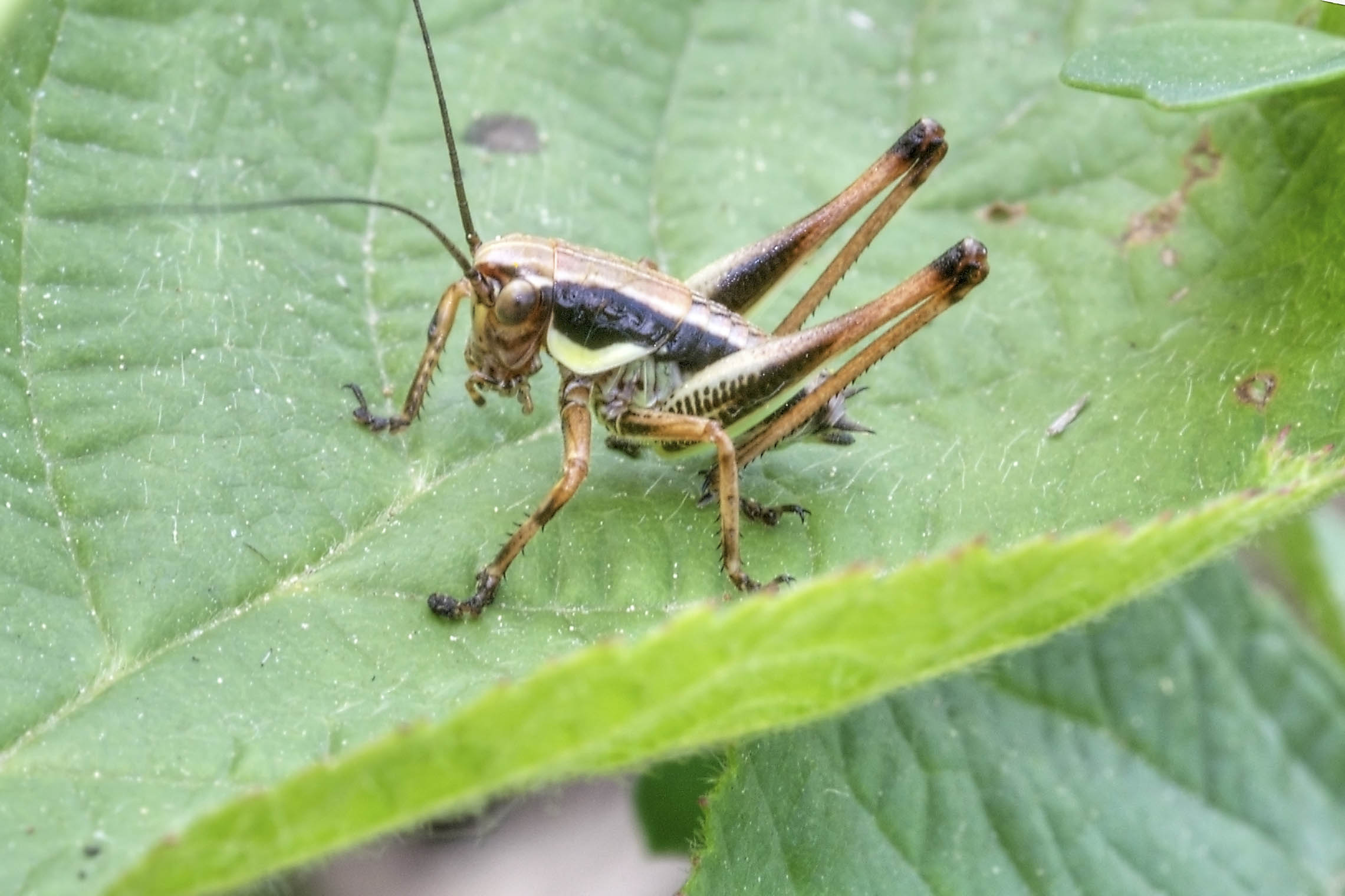 Tettigonide da identificare